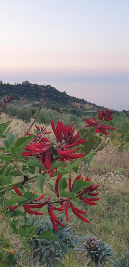 Terre Di *